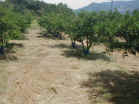 環境にやさしく美味しい果樹を育てるナギナタガヤ草生栽培