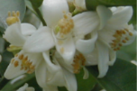 スダチの名は酢橘（すたちばな）に由来する。花期は5-6月頃で白い花を咲かせる。