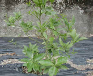 sudati-10.jpg (40175 �o�C�g)