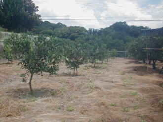 sudati-34.jpg (65625 �o�C�g)