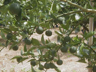 sudati-35.jpg (82826 �o�C�g)