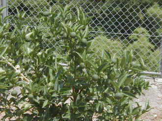 sudati-36.jpg (105098 �o�C�g)