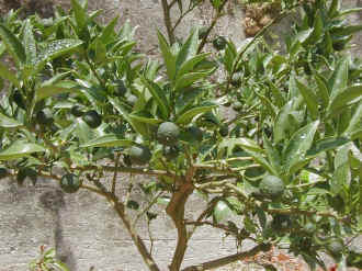 sudati-37.jpg (98972 �o�C�g)