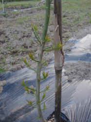 sudati-5.jpg (35293 �o�C�g)