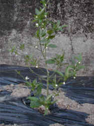 sudati-8.jpg (44537 �o�C�g)