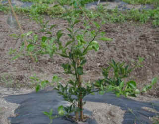 sudati-9.jpg (45594 �o�C�g)